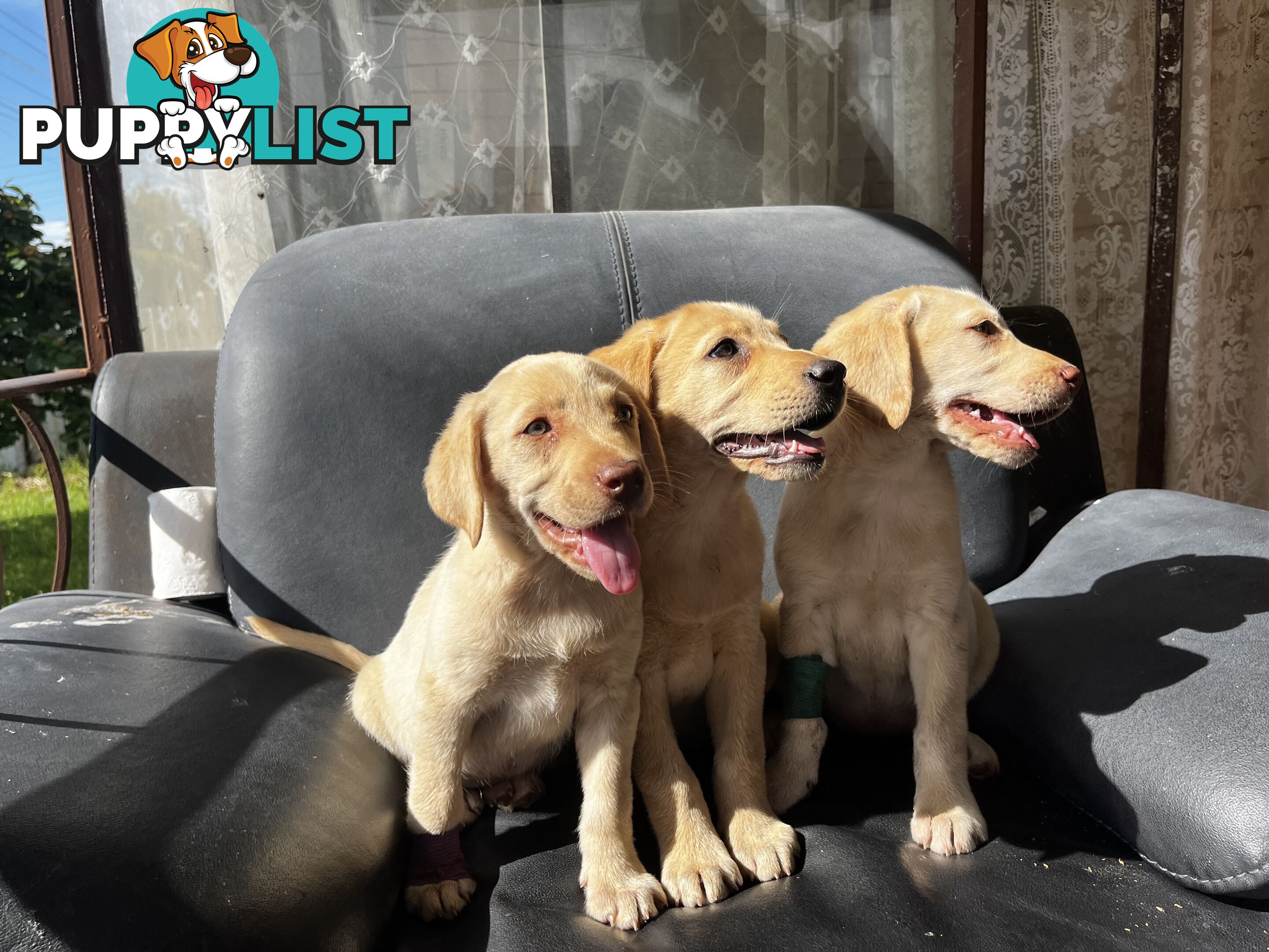 Purebred Labrador Puppies