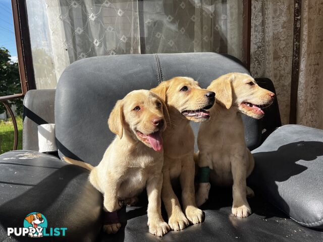 Purebred Labrador Puppies