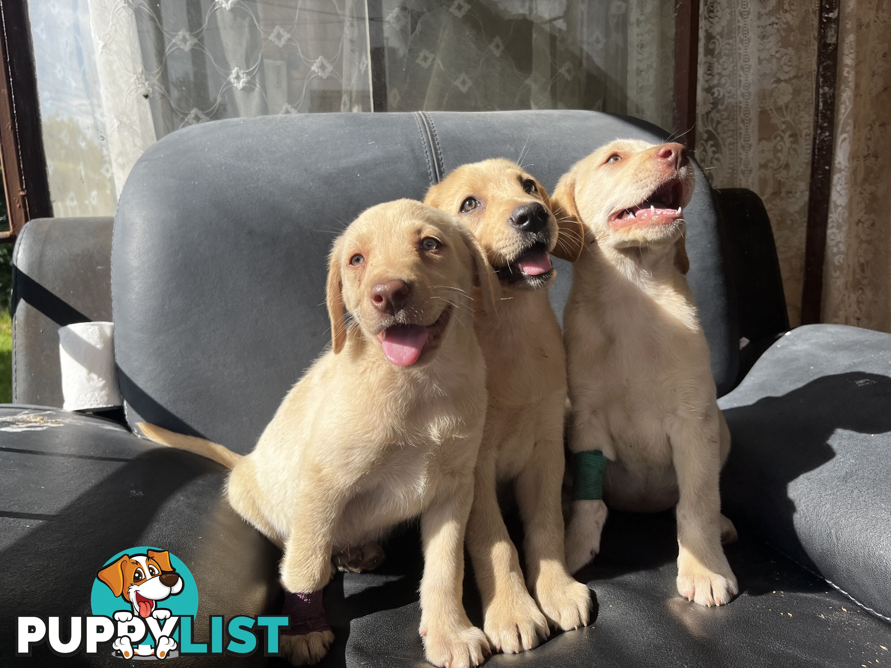 Purebred Labrador Puppies