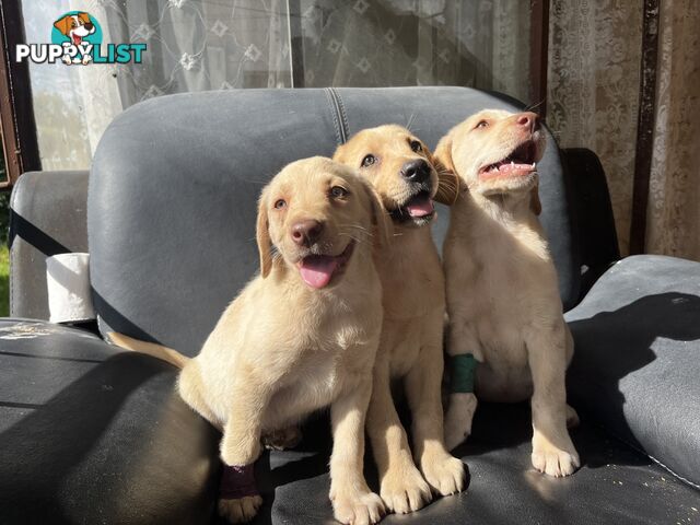 Purebred Labrador Puppies