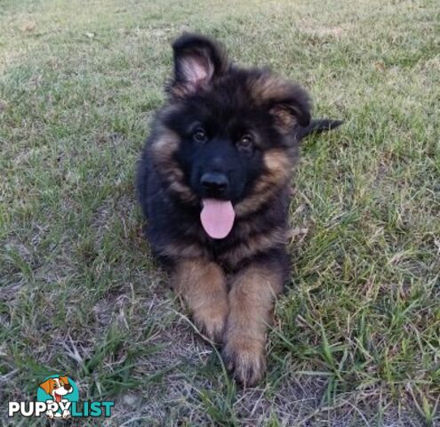 German Shepherd Puppies (Long Stock Pedigree)