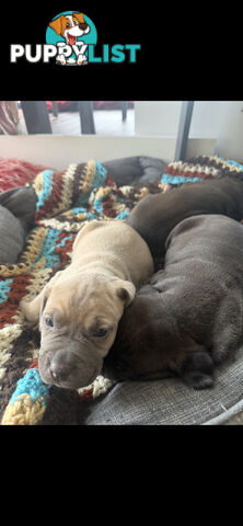 Adorable Cane Corso for Sale