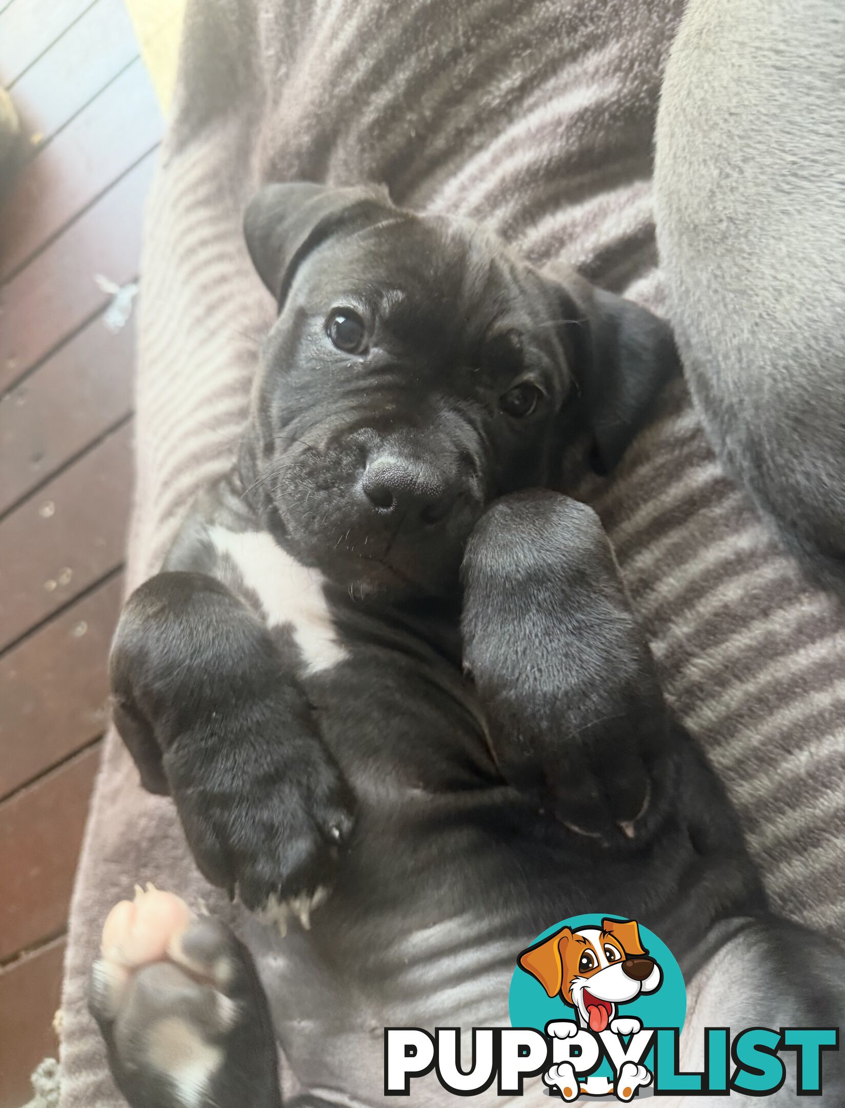 Adorable Pups for Sale!