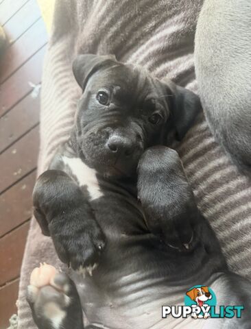 Adorable Pups for Sale!