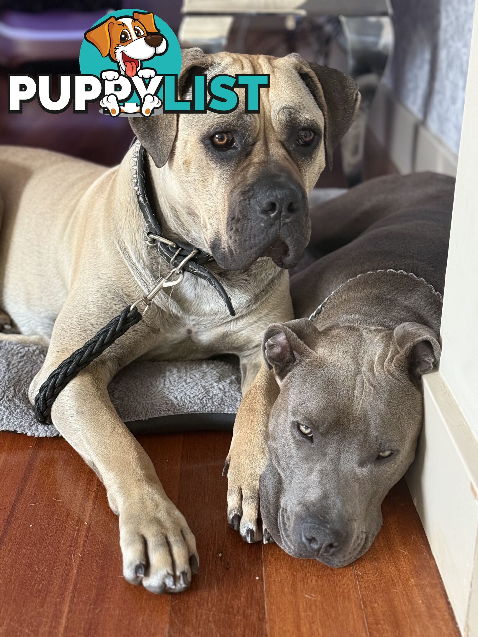 Adorable Cane Corso for Sale