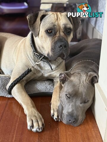 Adorable Cane Corso for Sale