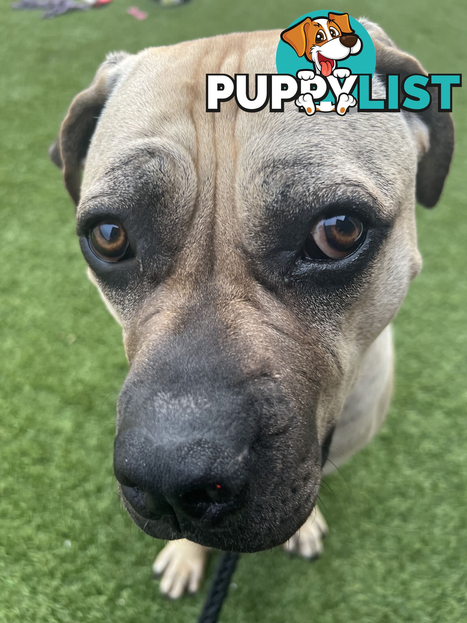 Adorable Cane Corso for Sale