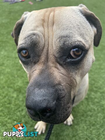 Adorable Cane Corso for Sale