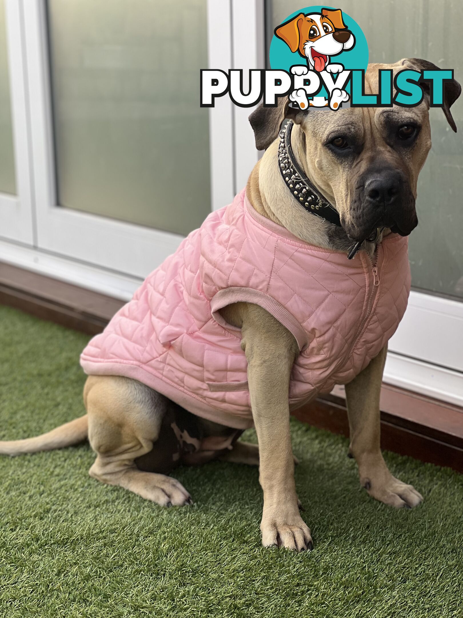 Adorable Cane Corso for Sale
