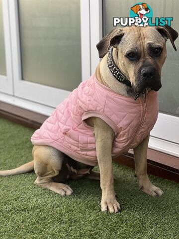 Adorable Cane Corso for Sale