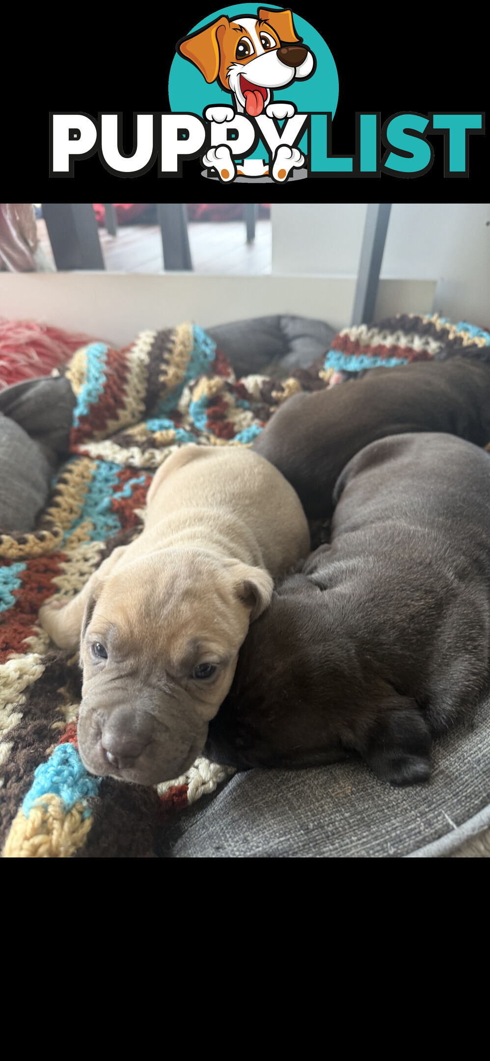 Adorable Cane Corso for Sale