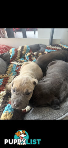 Adorable Cane Corso for Sale