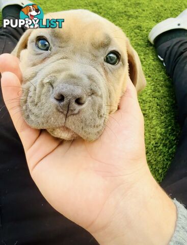 Adorable Pups for Sale!