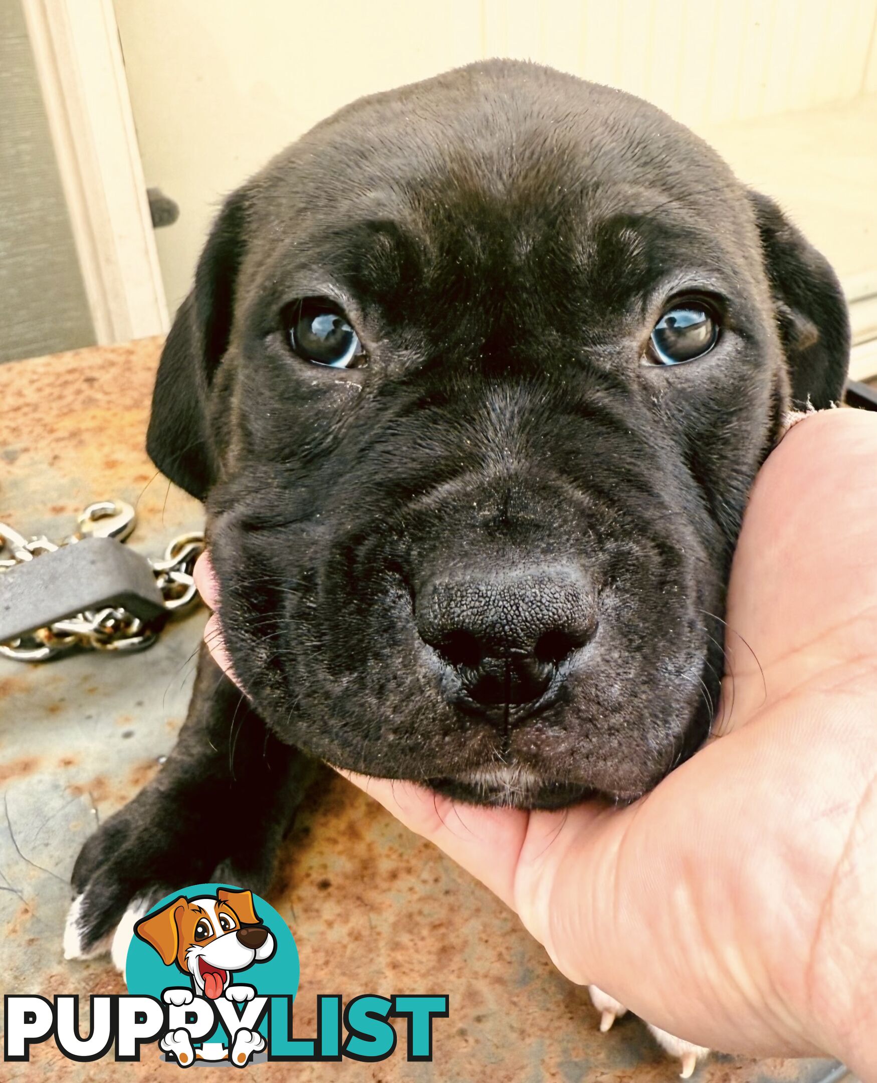 Adorable Cane Corso for Sale