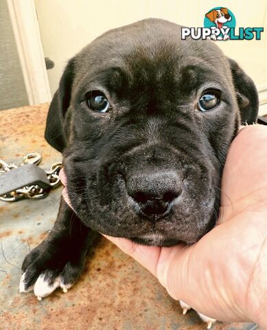 Adorable Cane Corso for Sale