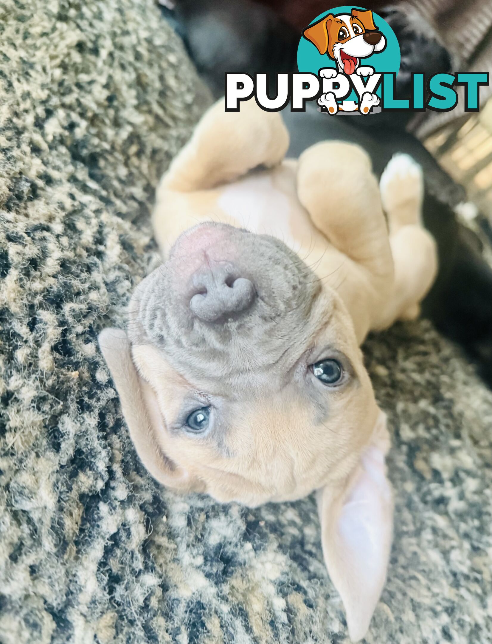 Adorable Pups for Sale!