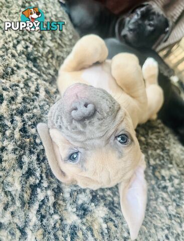 Adorable Pups for Sale!