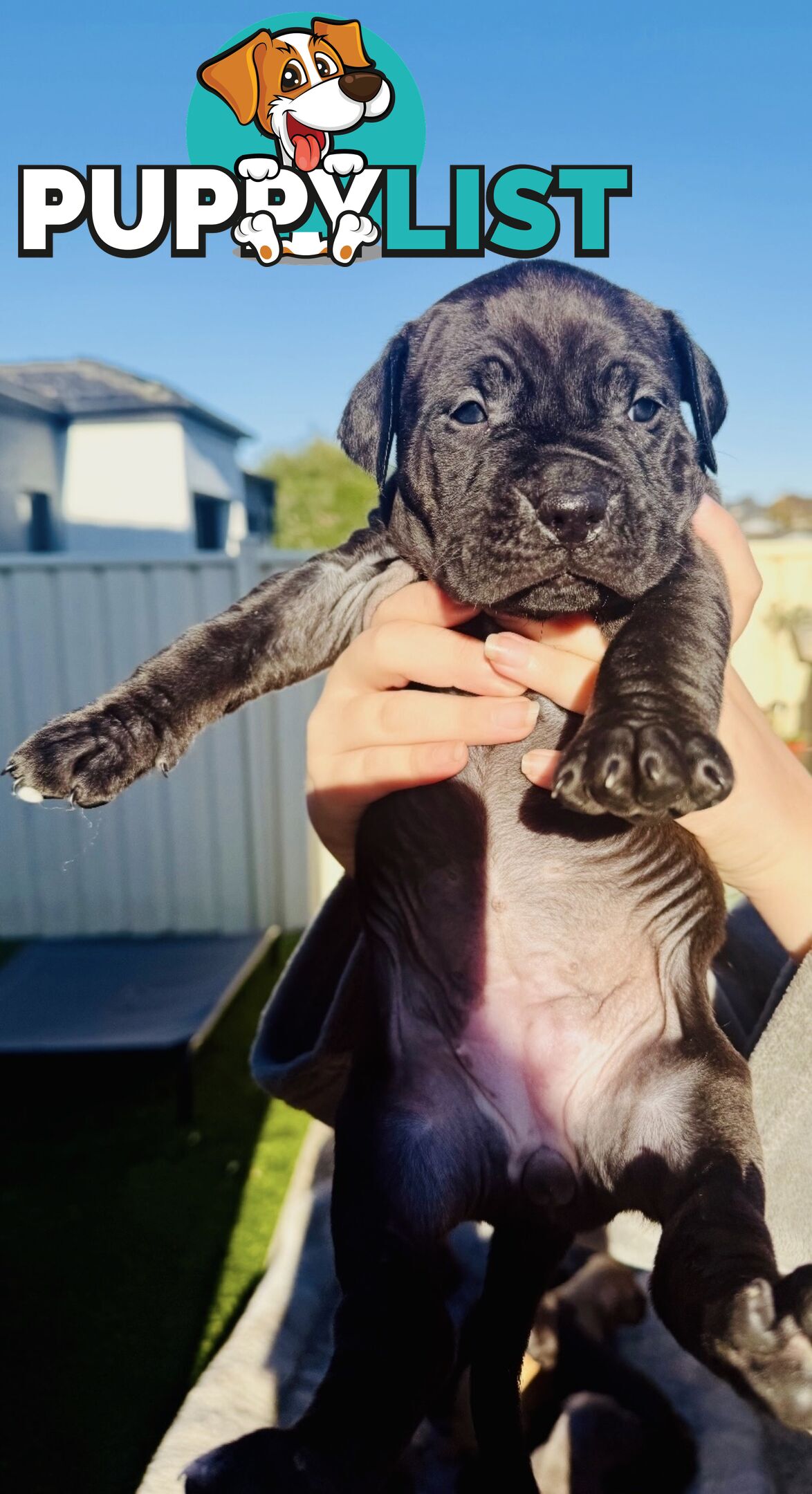 Adorable Pups for Sale!