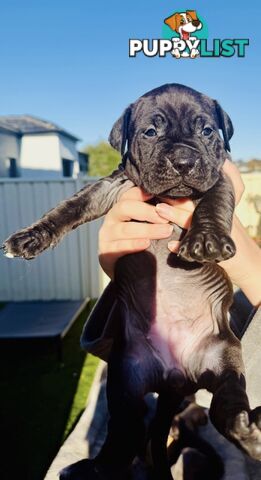 Adorable Pups for Sale!