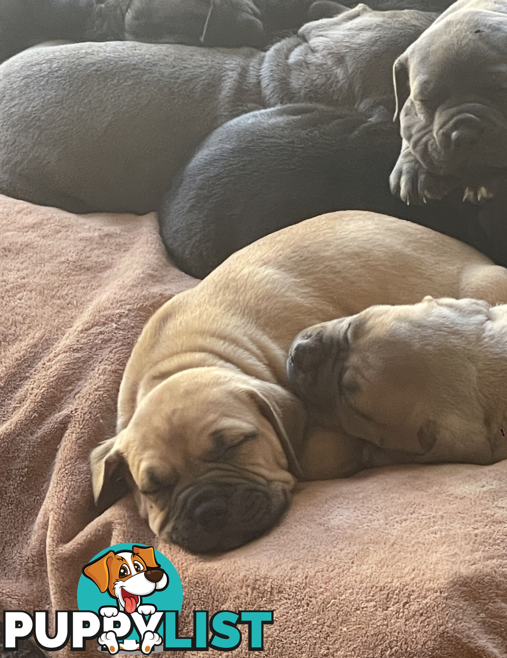 Adorable Pups for Sale!