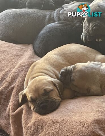 Adorable Pups for Sale!