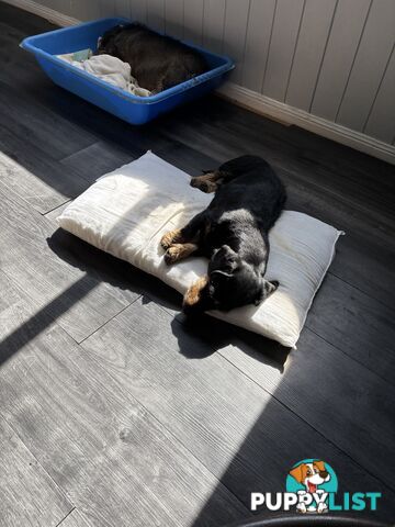 Dachshund, mini wire haired.