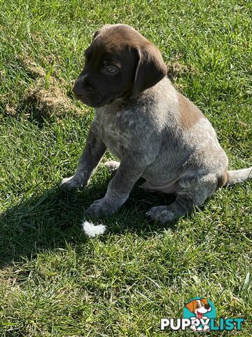 Pure German Short haired pointers