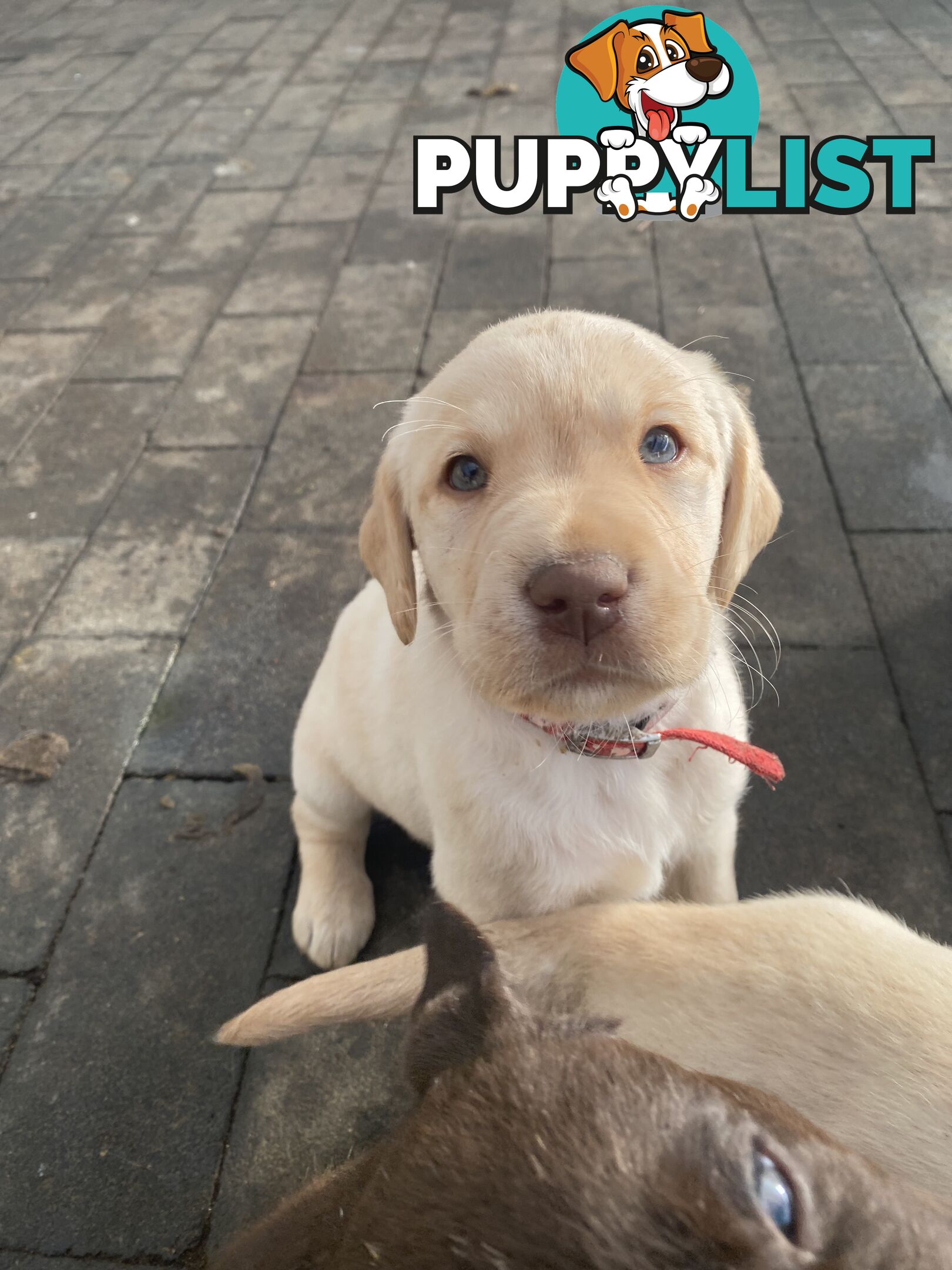 Labrador retriever puppies
