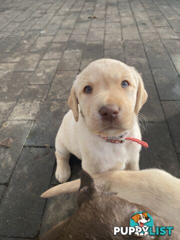 Labrador retriever puppies