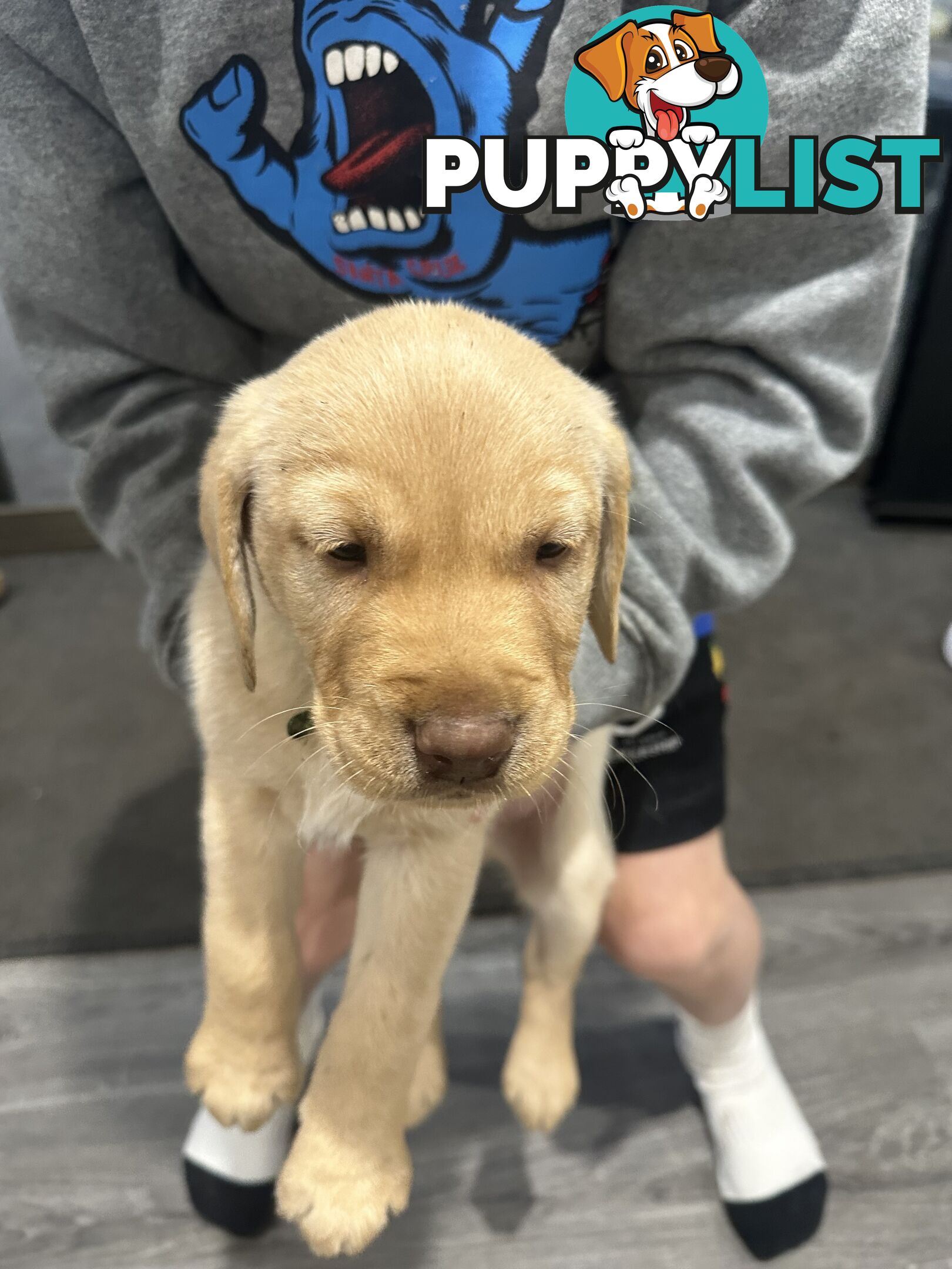Labrador retriever puppies