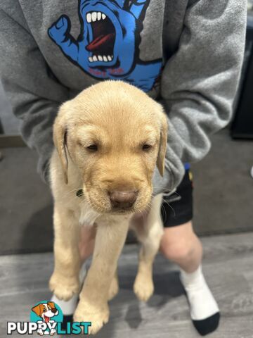 Labrador retriever puppies