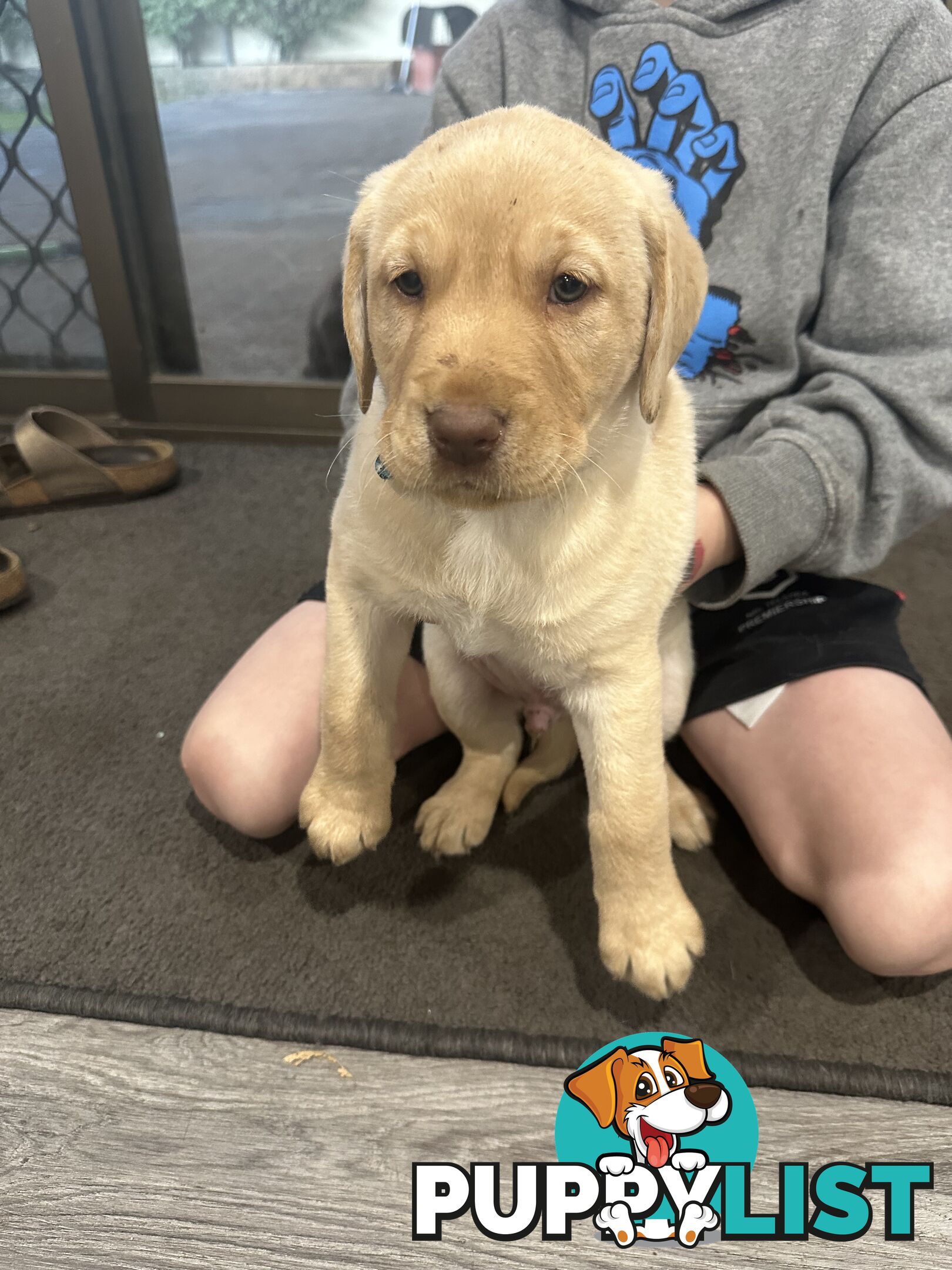 Labrador retriever puppies