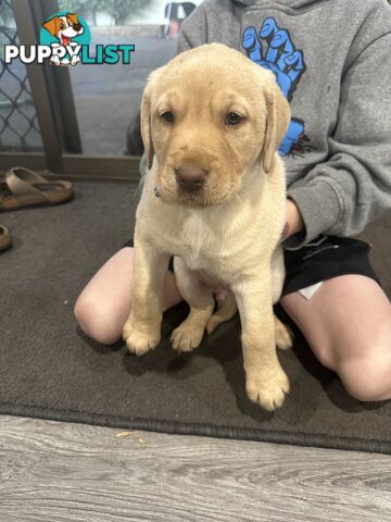 Labrador retriever puppies