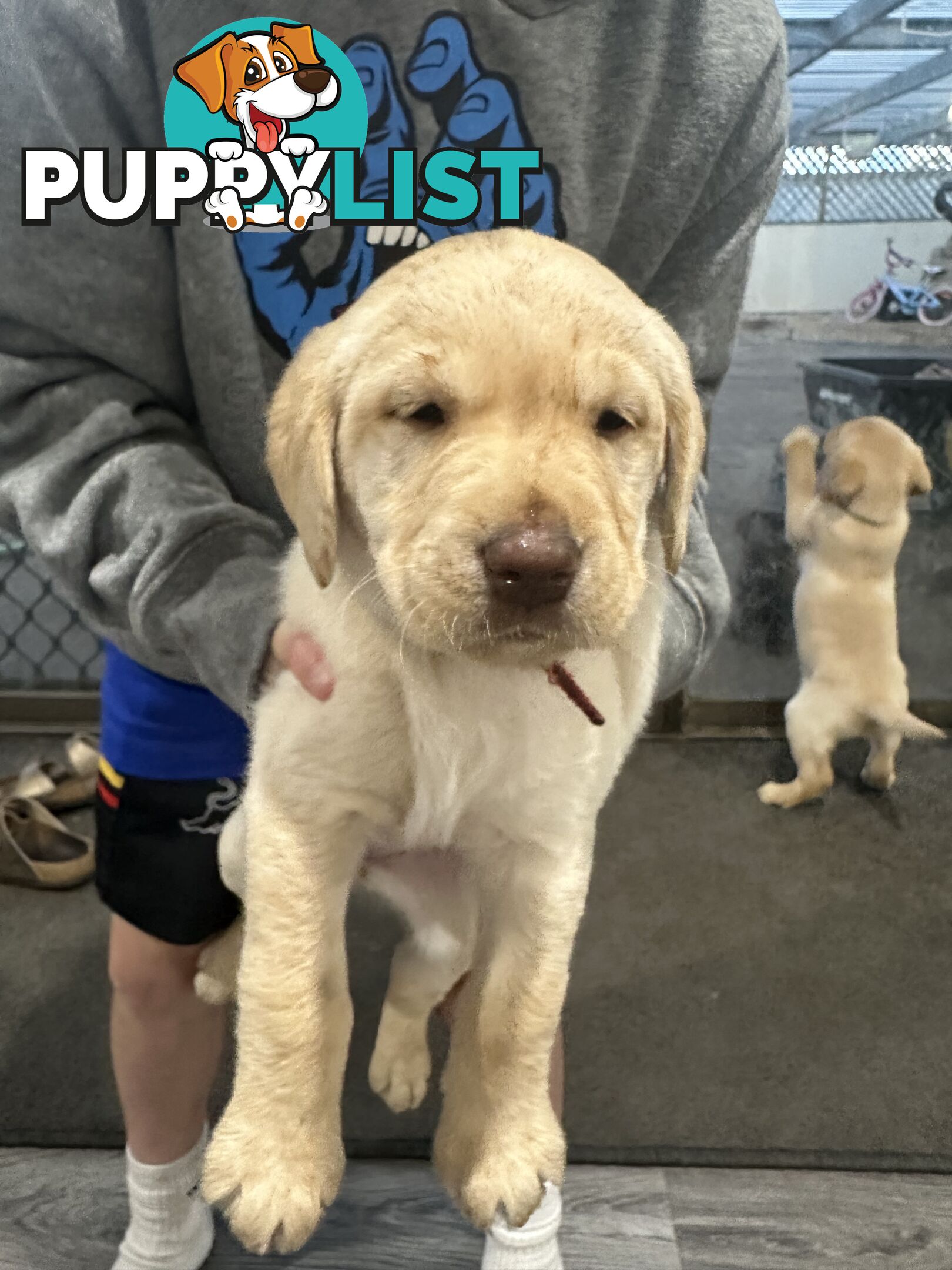 Labrador retriever puppies
