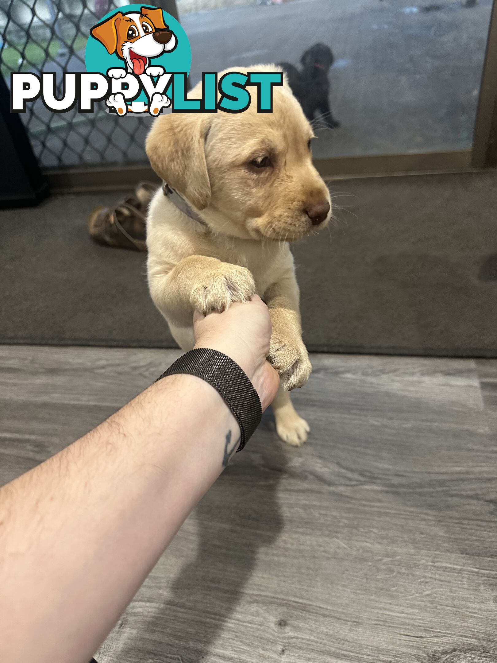 Labrador retriever puppies