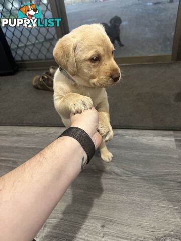 Labrador retriever puppies