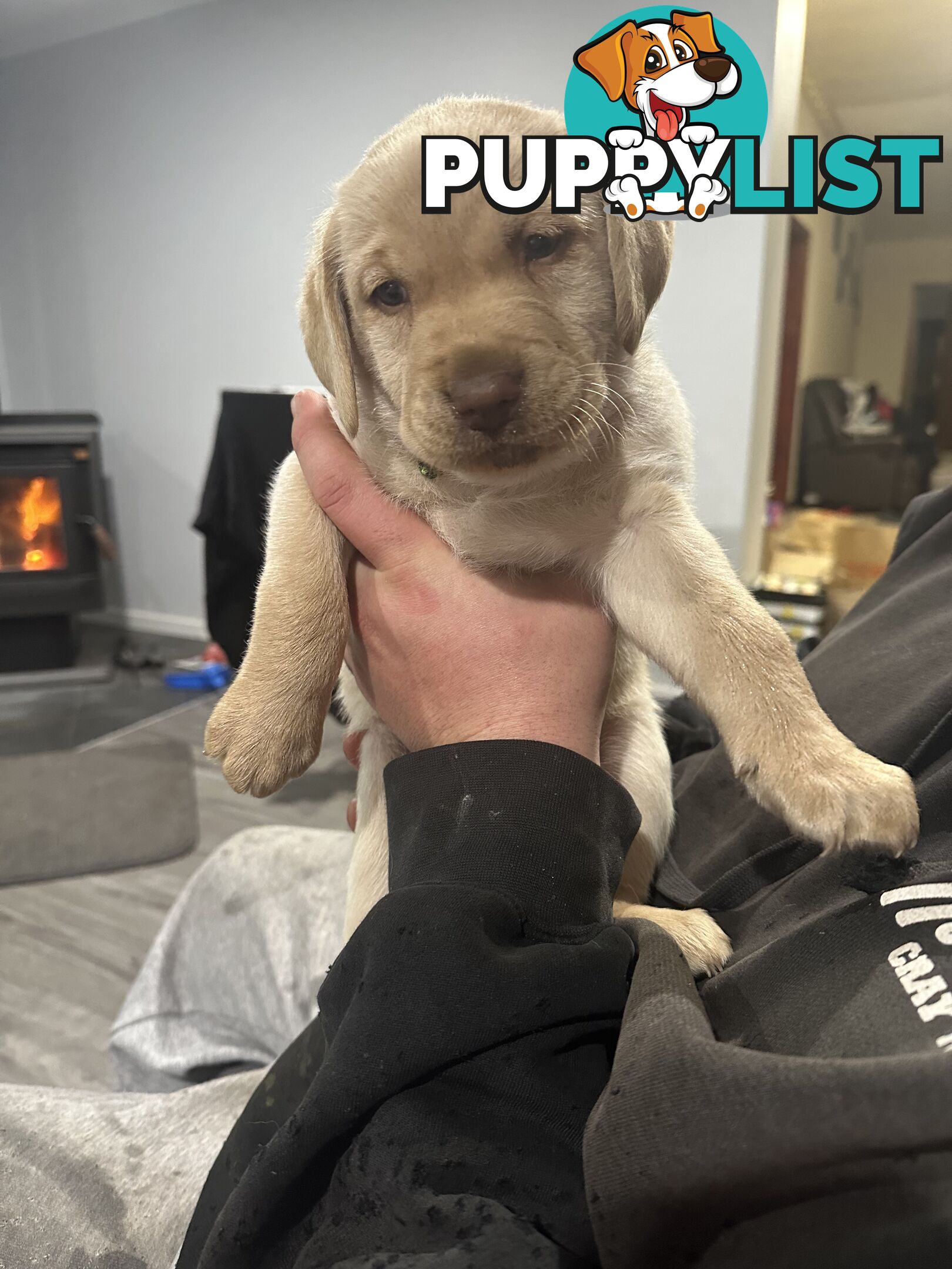 Labrador retriever puppies