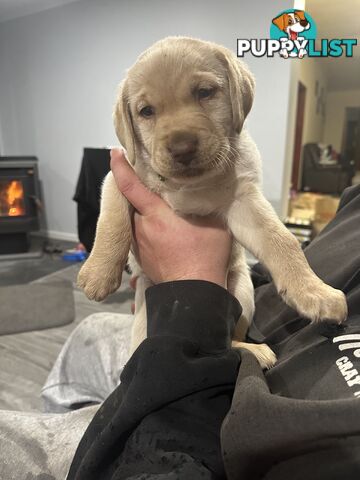 Labrador retriever puppies