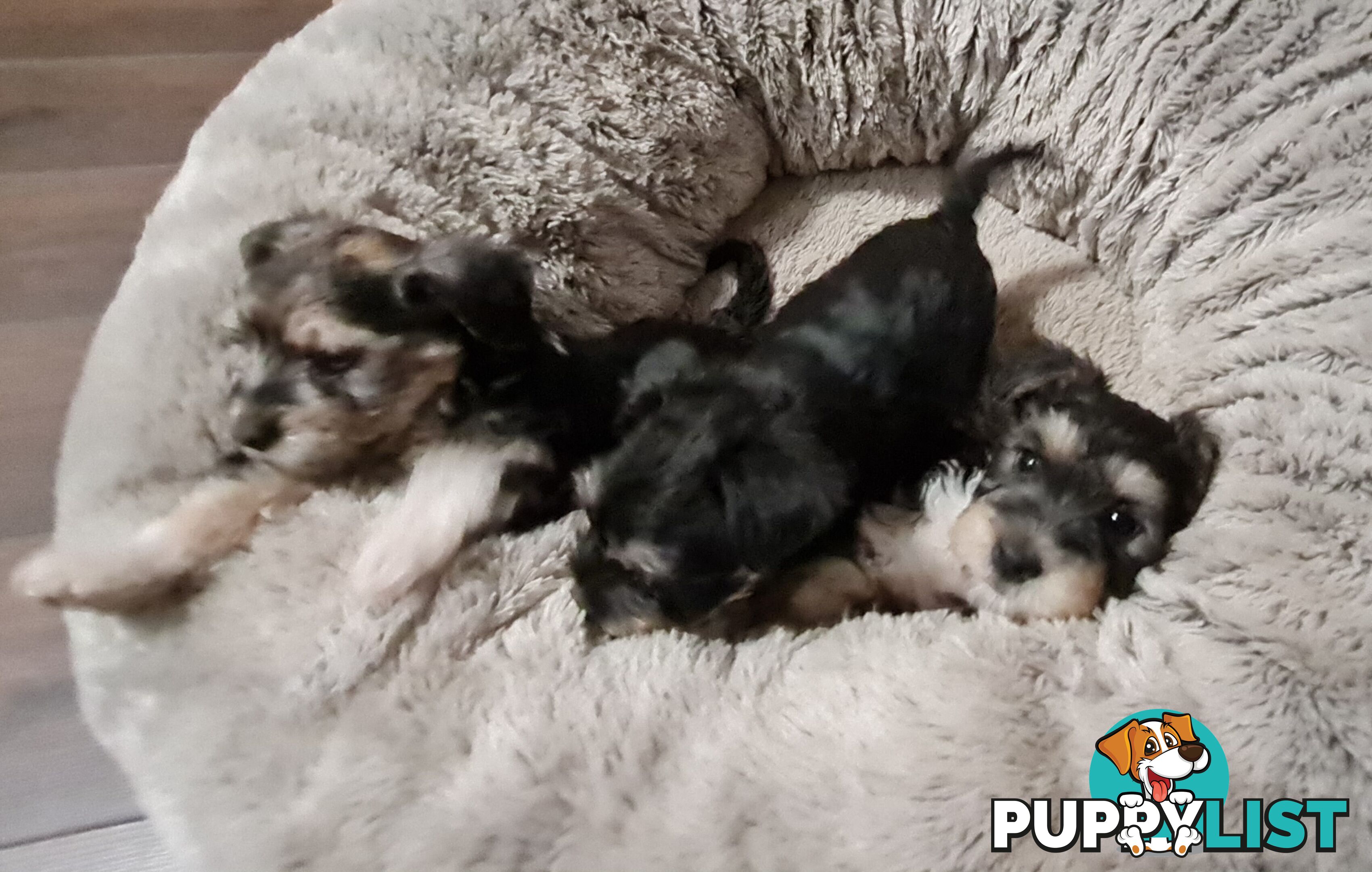 FOXIE-SCHNAUZER CROSS PUPS MINI