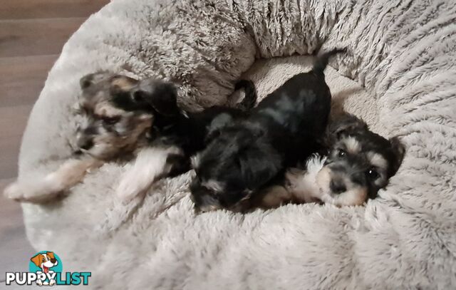 FOXIE-SCHNAUZER CROSS PUPS MINI