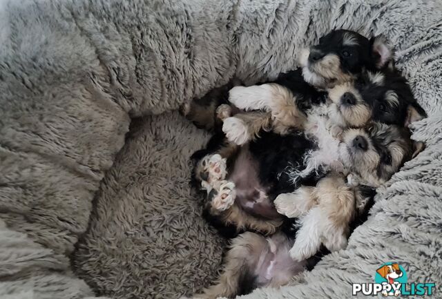 FOXIE-SCHNAUZER CROSS PUPS MINI