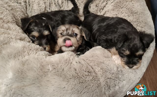 FOXIE-SCHNAUZER CROSS PUPS MINI