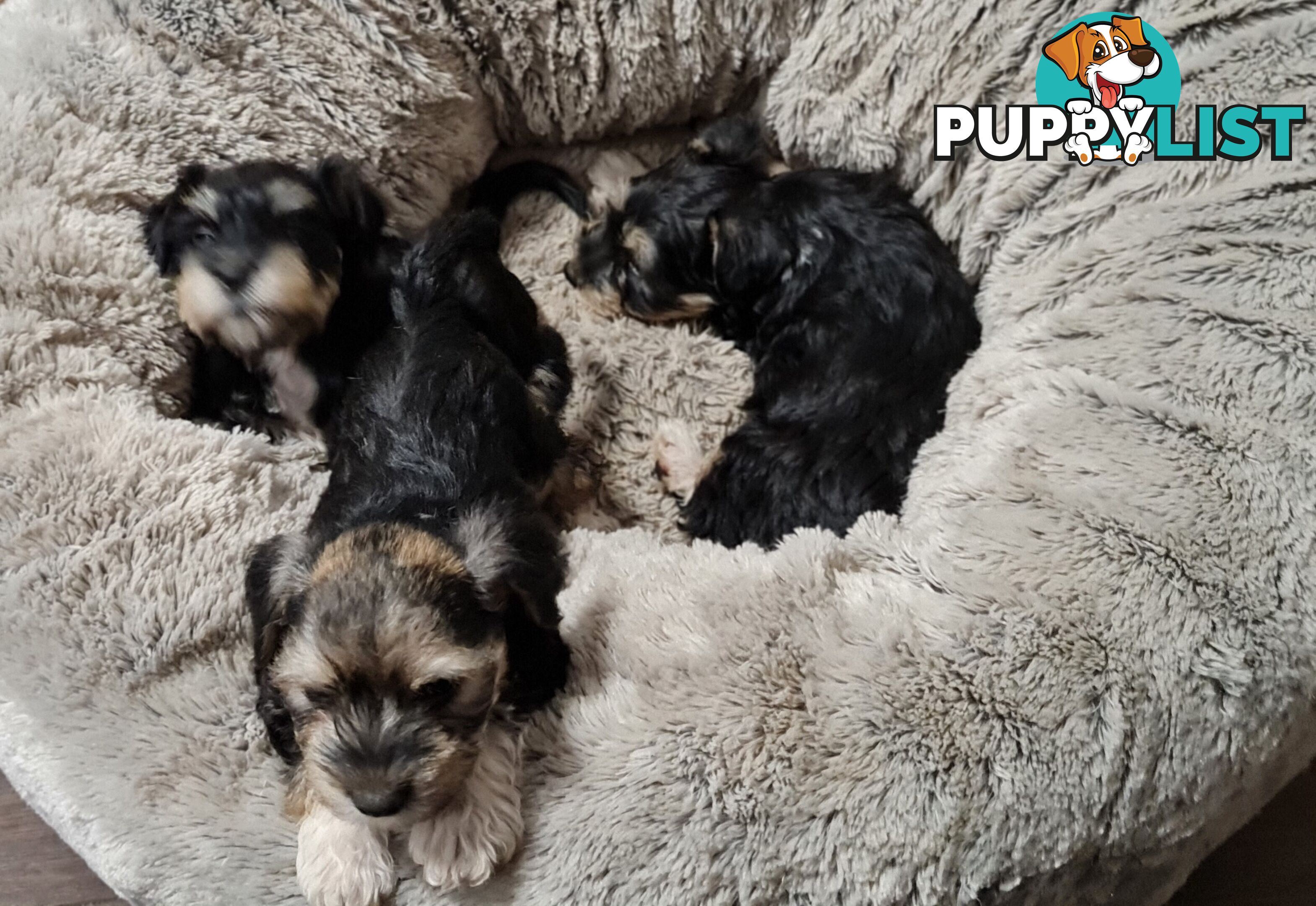 FOXIE-SCHNAUZER CROSS PUPS MINI