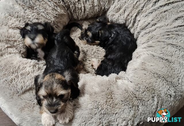 FOXIE-SCHNAUZER CROSS PUPS MINI