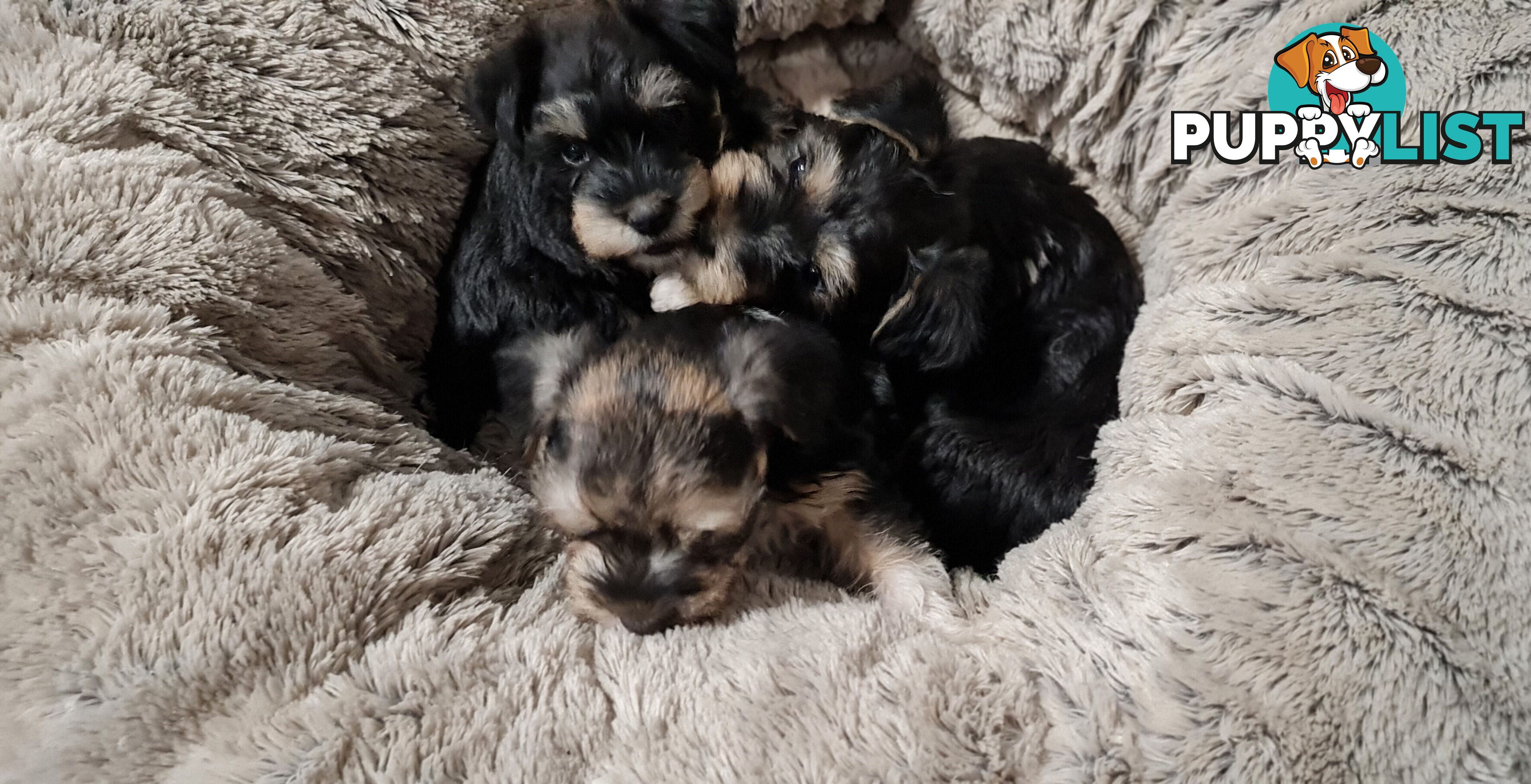 FOXIE-SCHNAUZER CROSS PUPS MINI