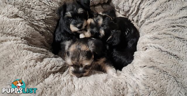 FOXIE-SCHNAUZER CROSS PUPS MINI