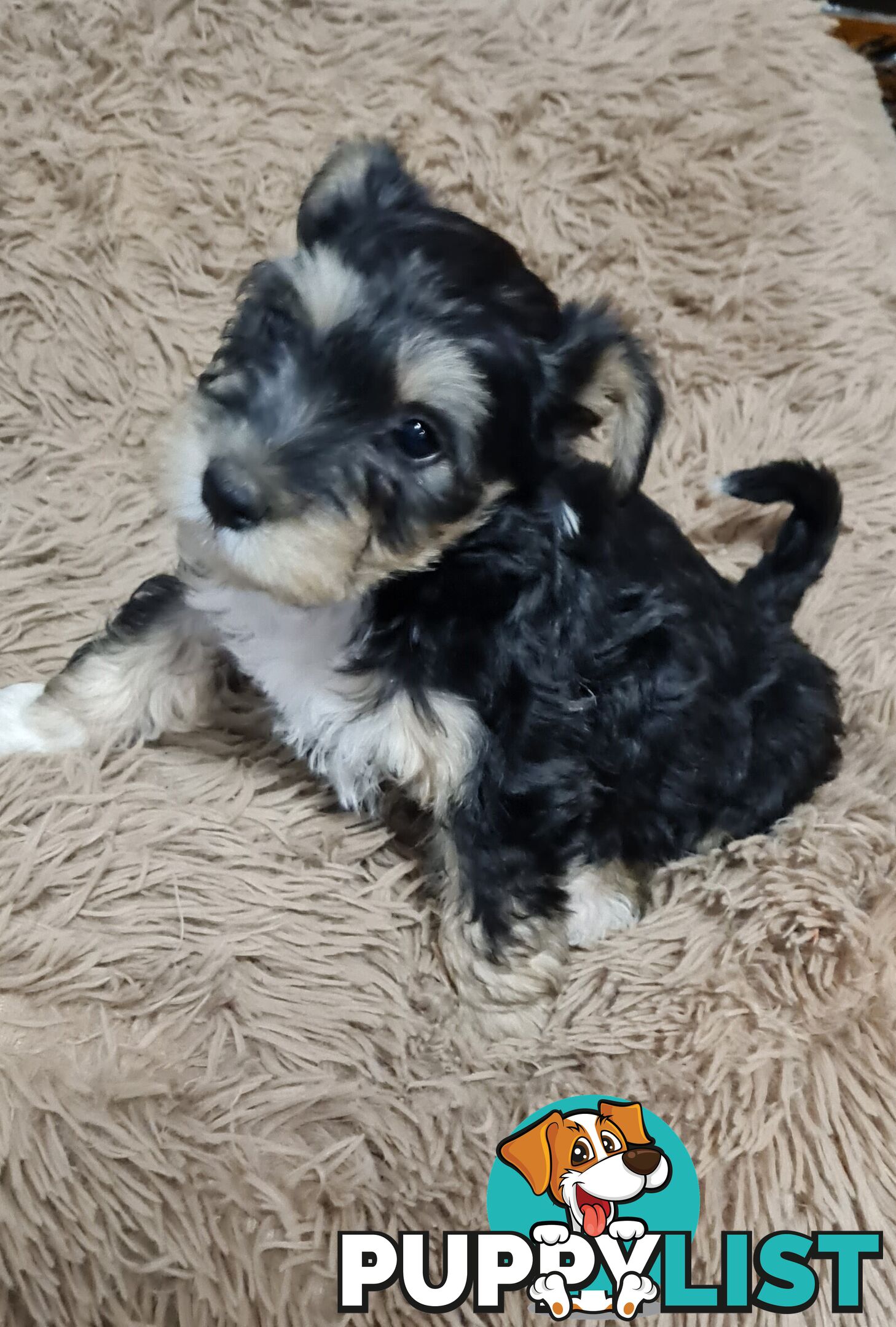 FOXIE-SCHNAUZER CROSS PUPS MINI