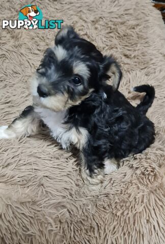 FOXIE-SCHNAUZER CROSS PUPS MINI