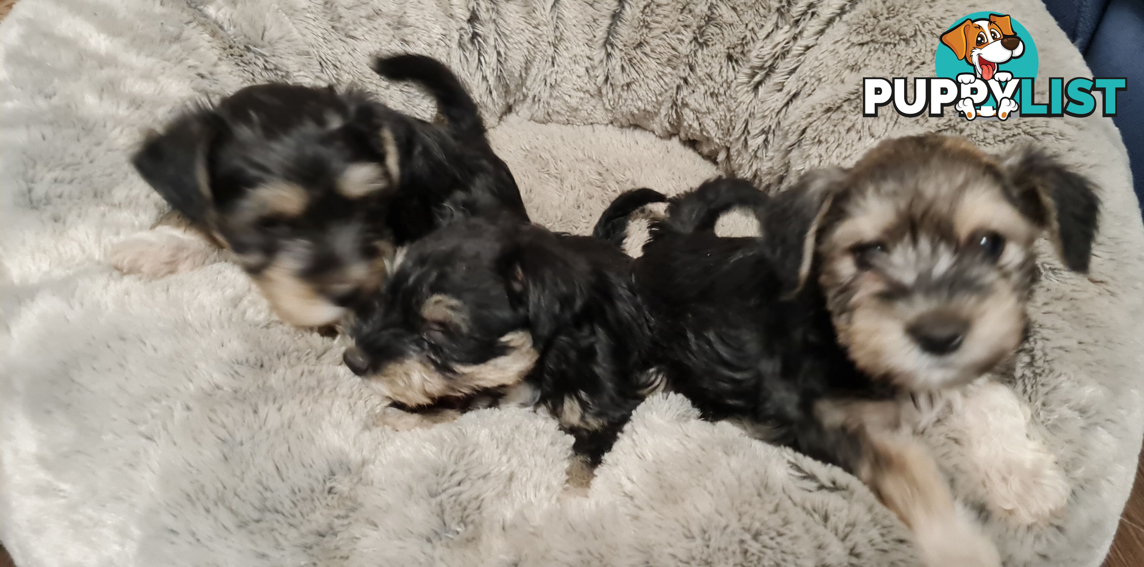 FOXIE-SCHNAUZER CROSS PUPS MINI