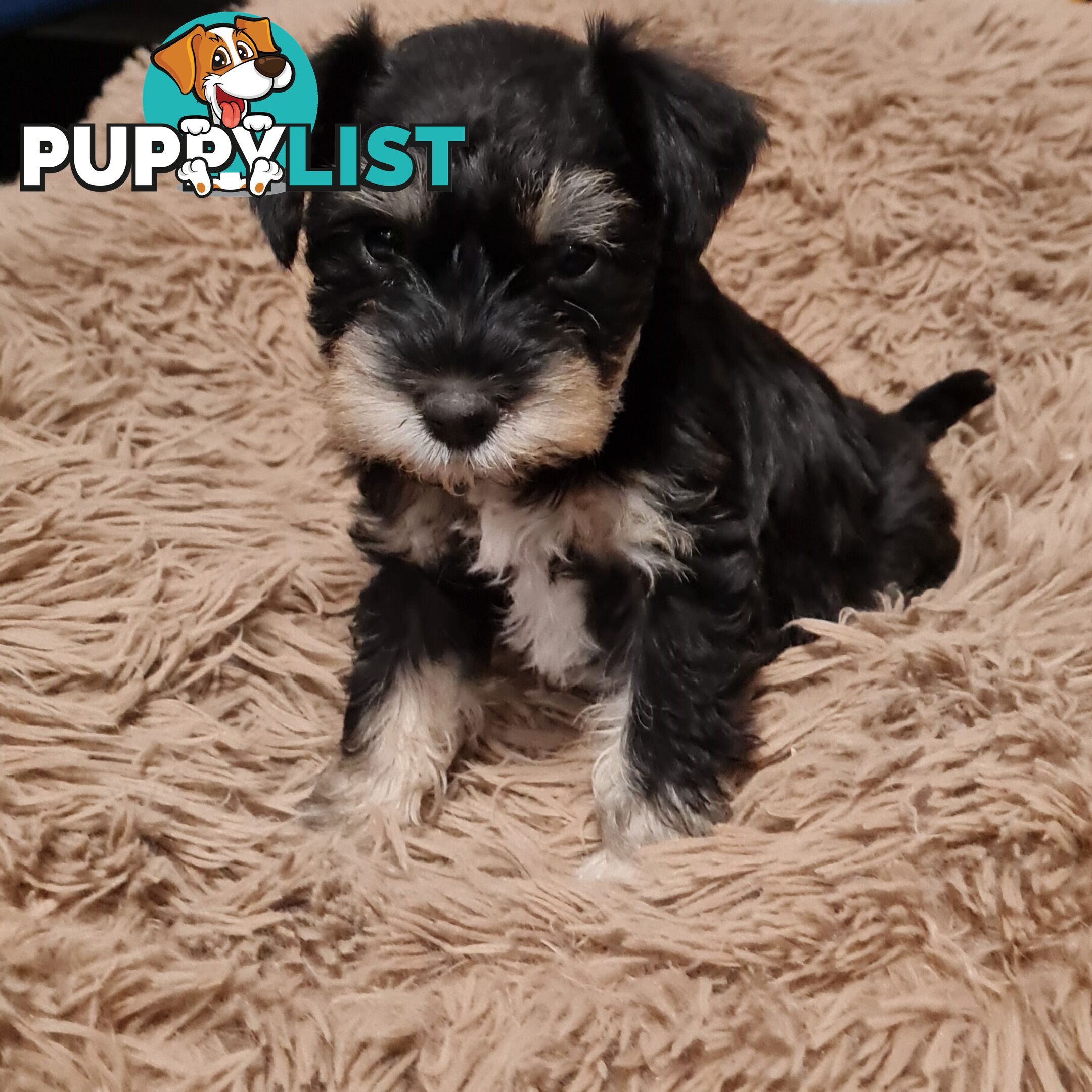 FOXIE-SCHNAUZER CROSS PUPS MINI